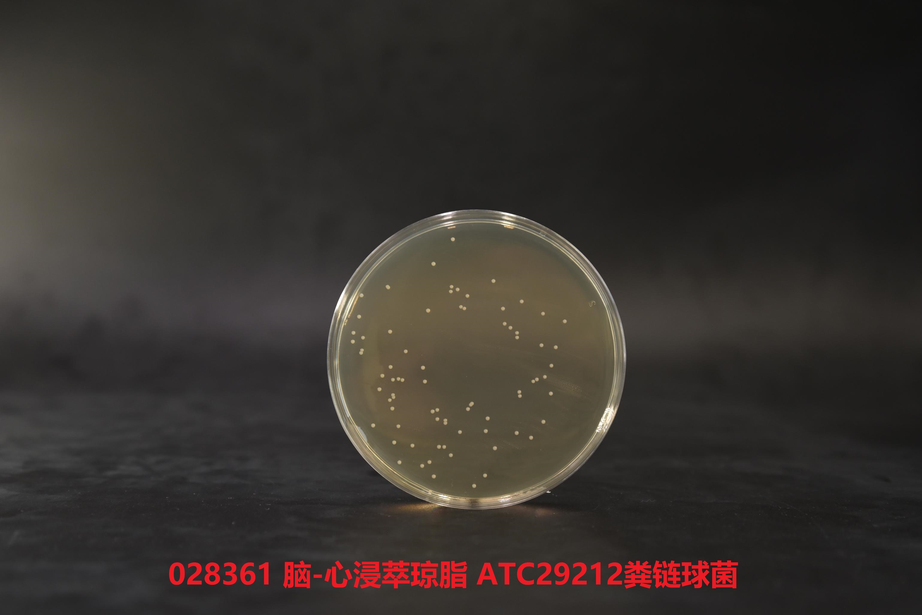 糞腸球菌ATCC29212