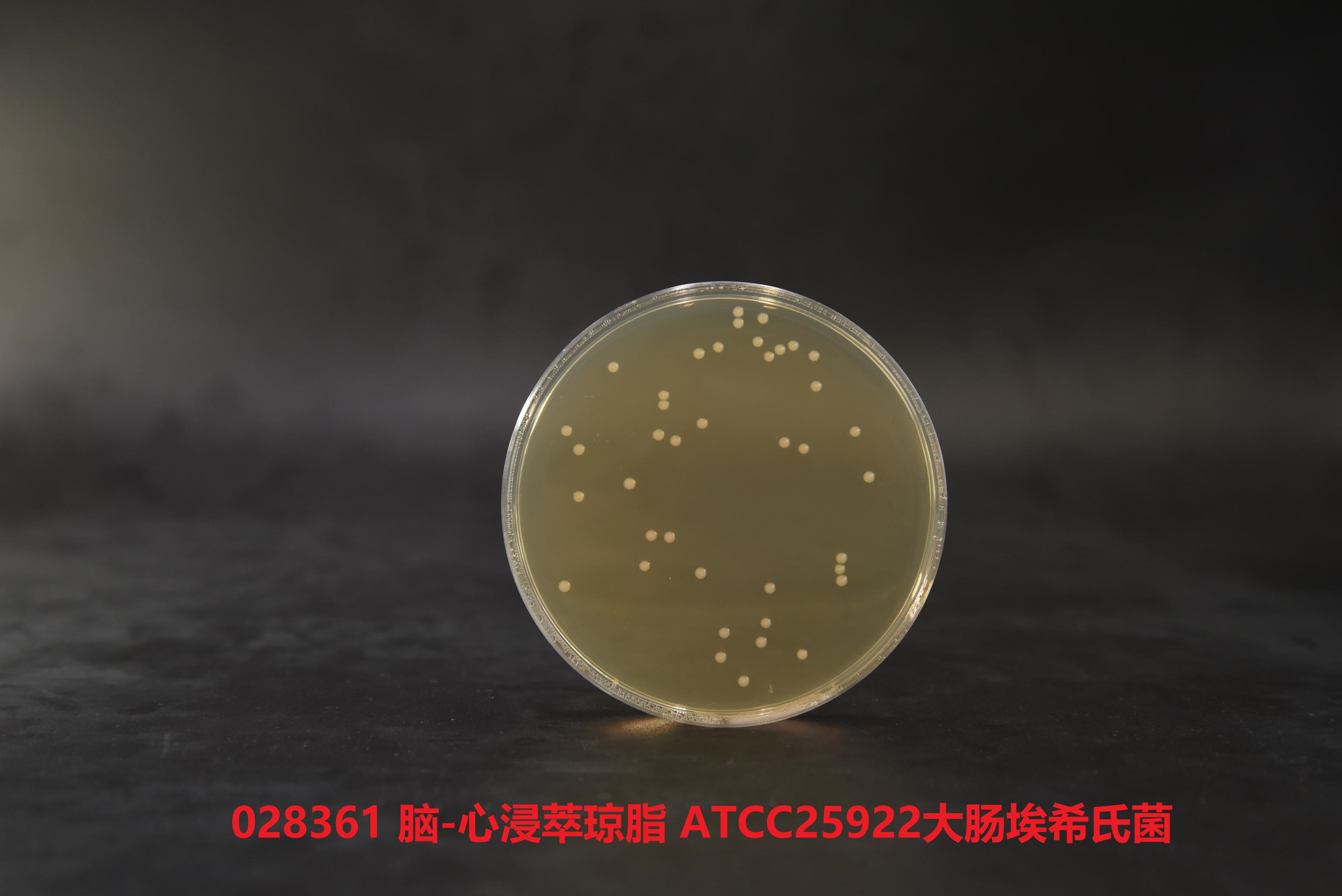 大腸埃希氏菌ATCC25922