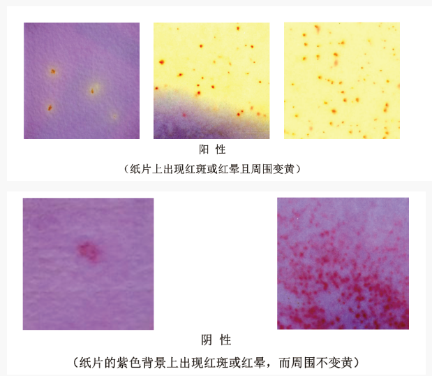 濕式餐具大腸菌群檢驗紙片檢測判斷