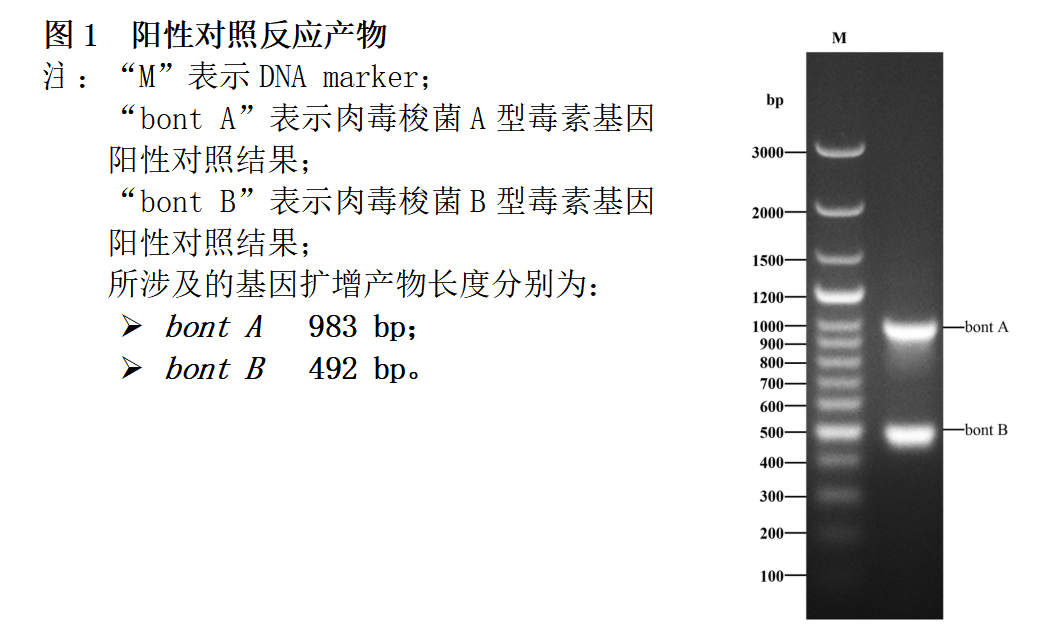 肉毒梭菌A/B型毒素基因PCR檢測(cè)試劑盒結(jié)果判讀