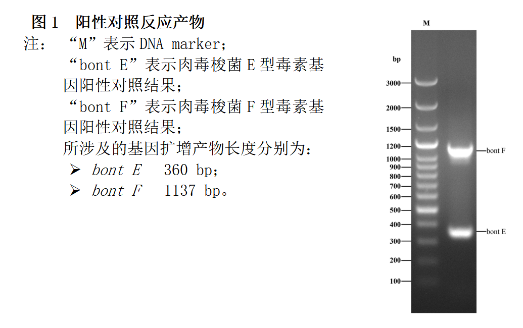 肉毒梭菌E/F型毒素基因PCR檢測(cè)試劑盒結(jié)果判讀