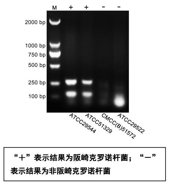 阪崎克羅諾桿菌多重PCR檢測試劑盒技術原理