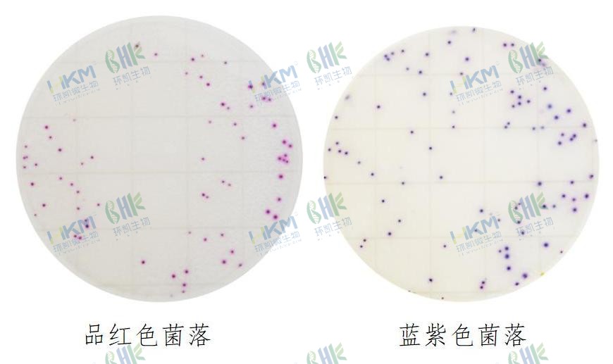 HandyPlate®金黃色葡萄球菌確認(rèn)反應(yīng)片判讀圖解