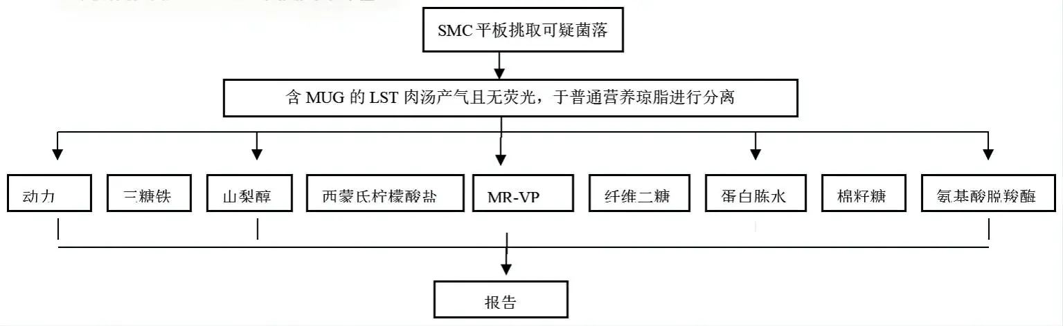 大腸埃希氏菌O157:H7生化鑒定程序圖